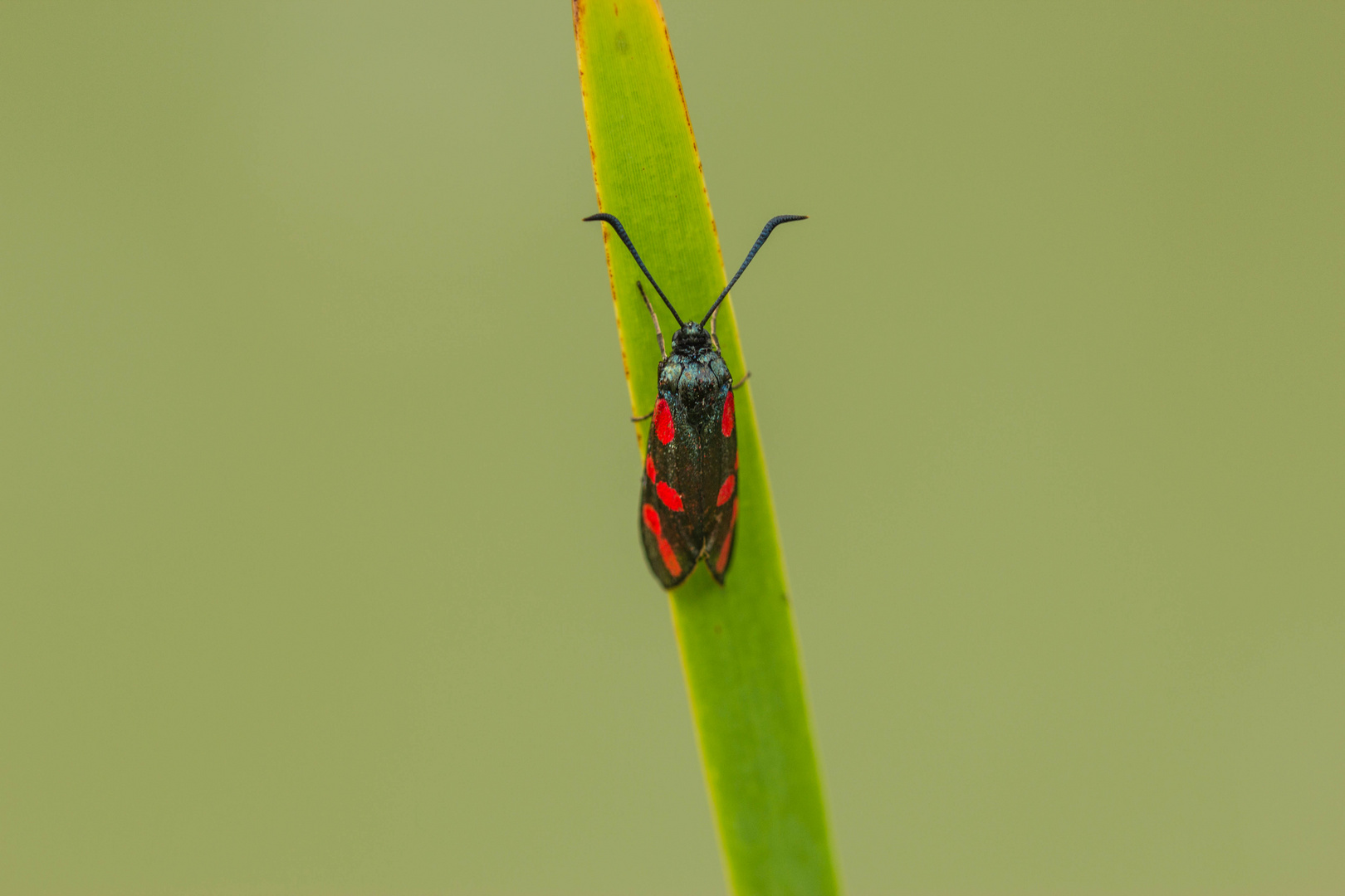 Ein Widderchen