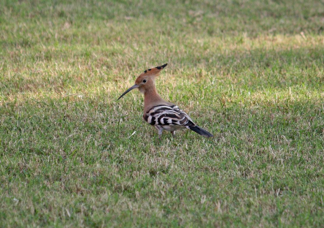 ein Wiedehopf -im Park des roten Forts in Agra/ Indien