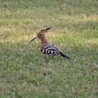 ein Wiedehopf -im Park des roten Forts in Agra/ Indien