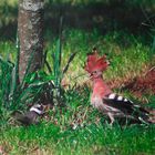 ein Wiedehopf mit Jungvogel