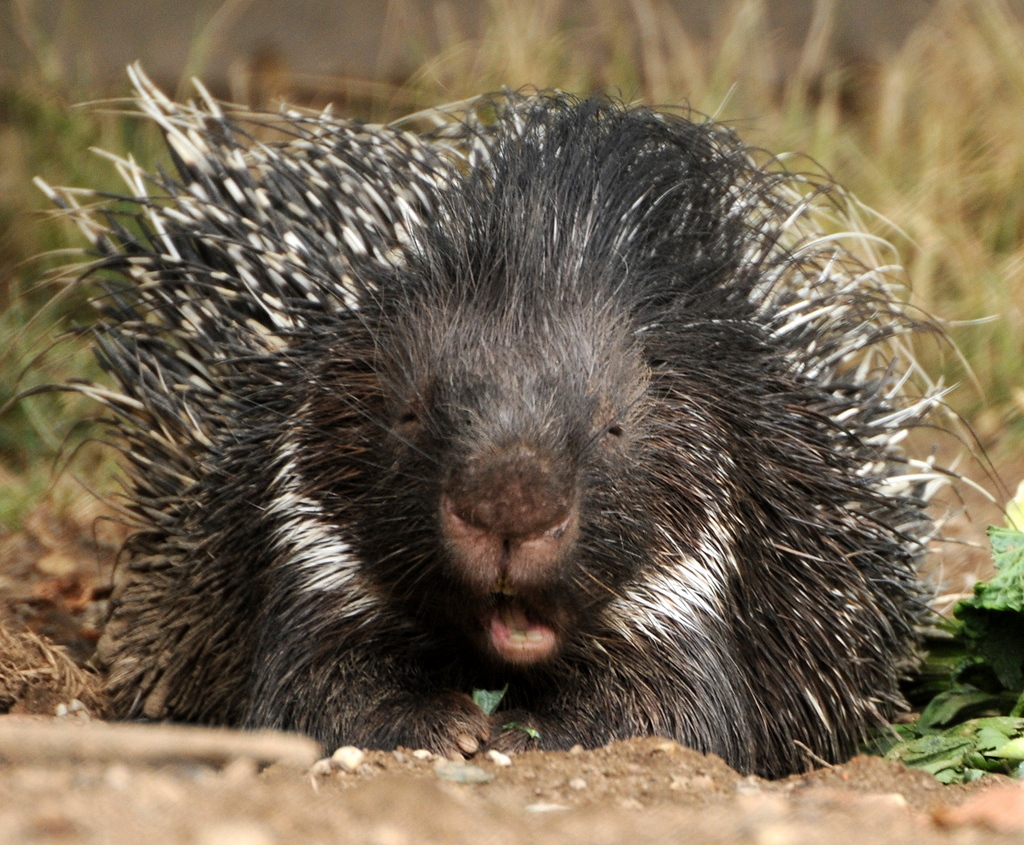 Ein Wiederkäuendes Stachelschwein