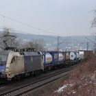 Ein Wiener-Stier im Rheinland