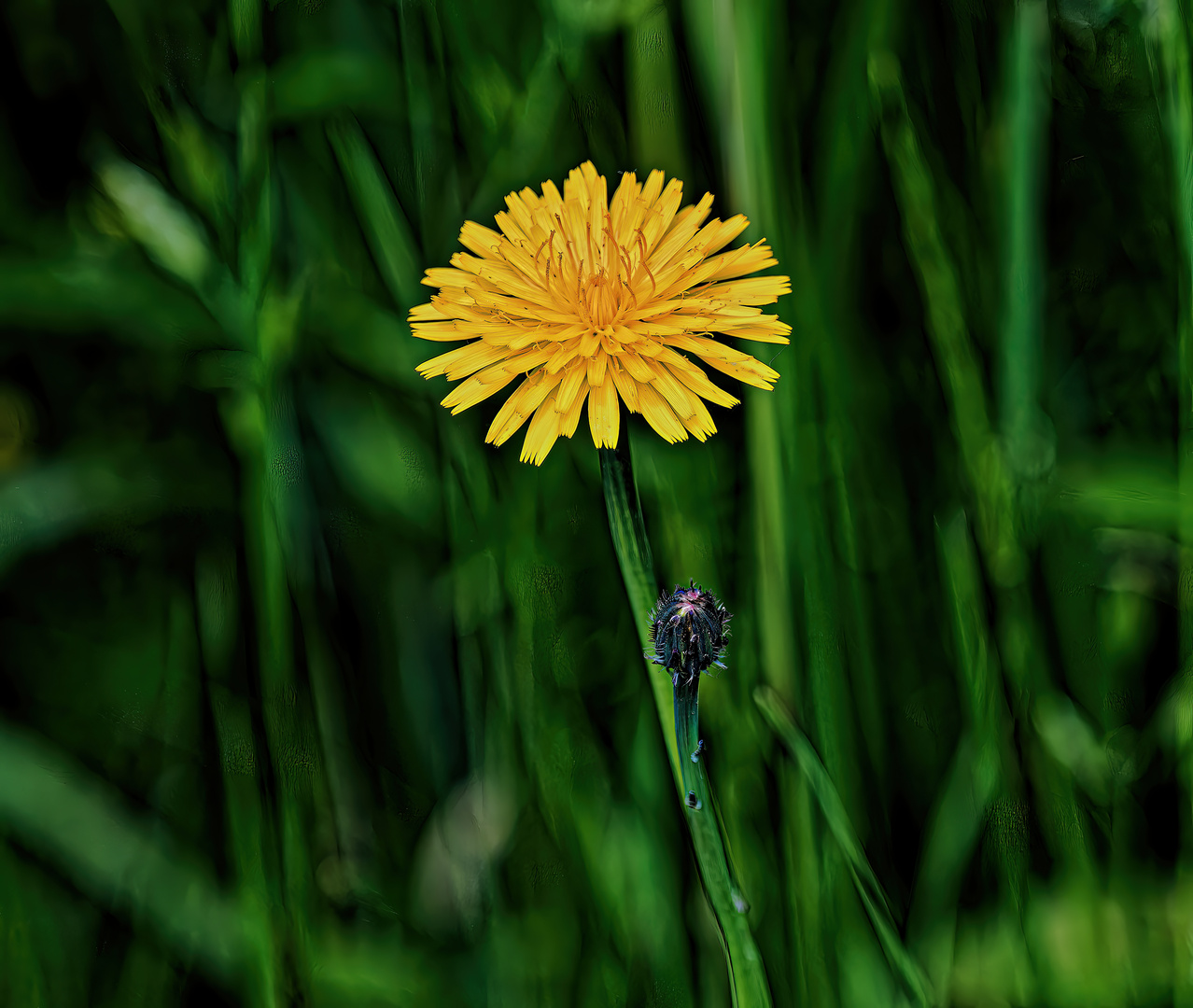 Ein Wiesenblümchen