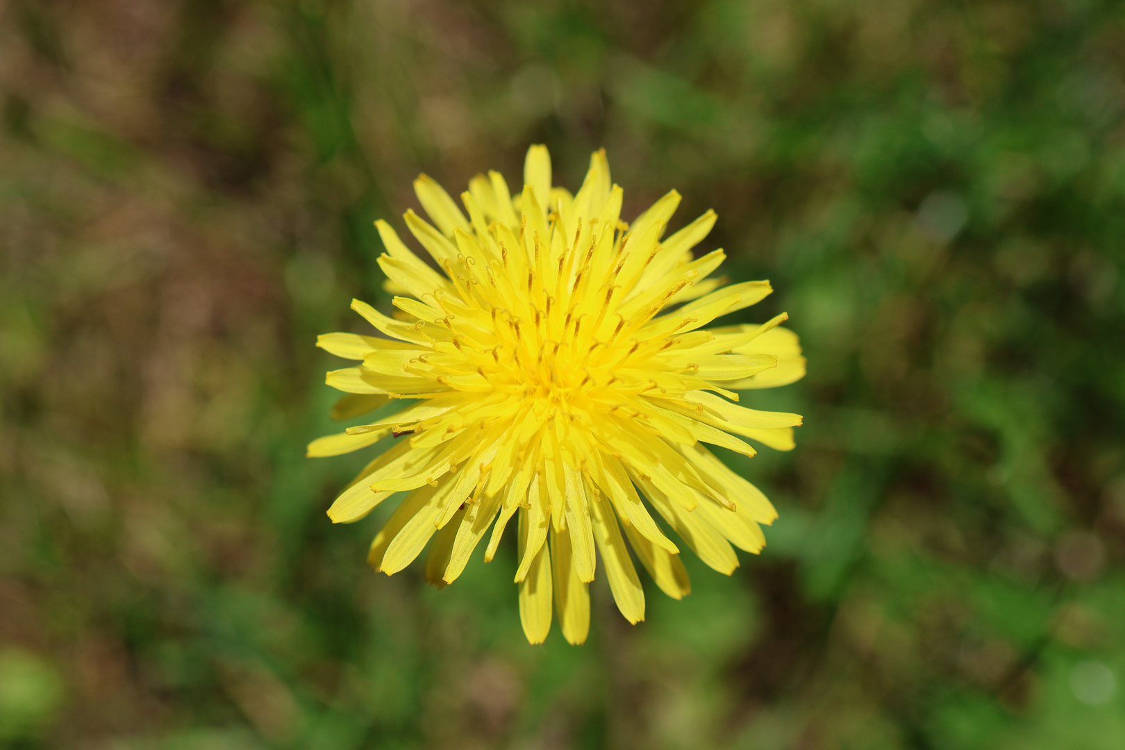 Ein Wiesenblümchen