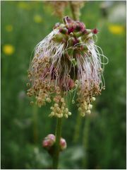 Ein Wiesenblümchen ...