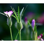 ein Wiesenblümchen leider kenne ich auch den Namen nicht.....