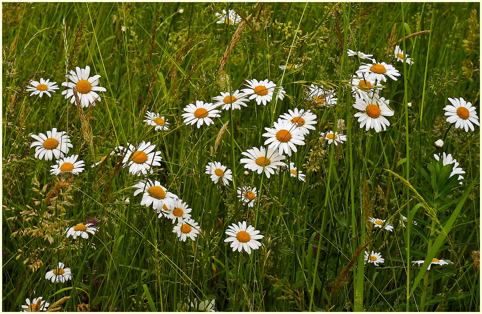 ein Wiesenblumenstrauß