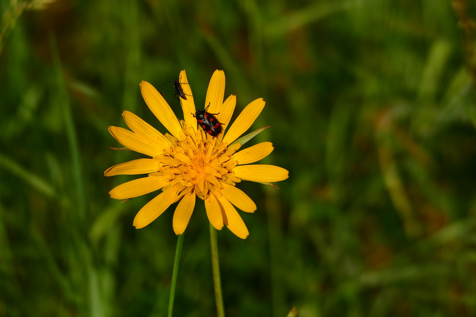 Ein Wiesenbocksbart mit Besuchern