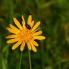 Ein Wiesenbocksbart mit Besuchern