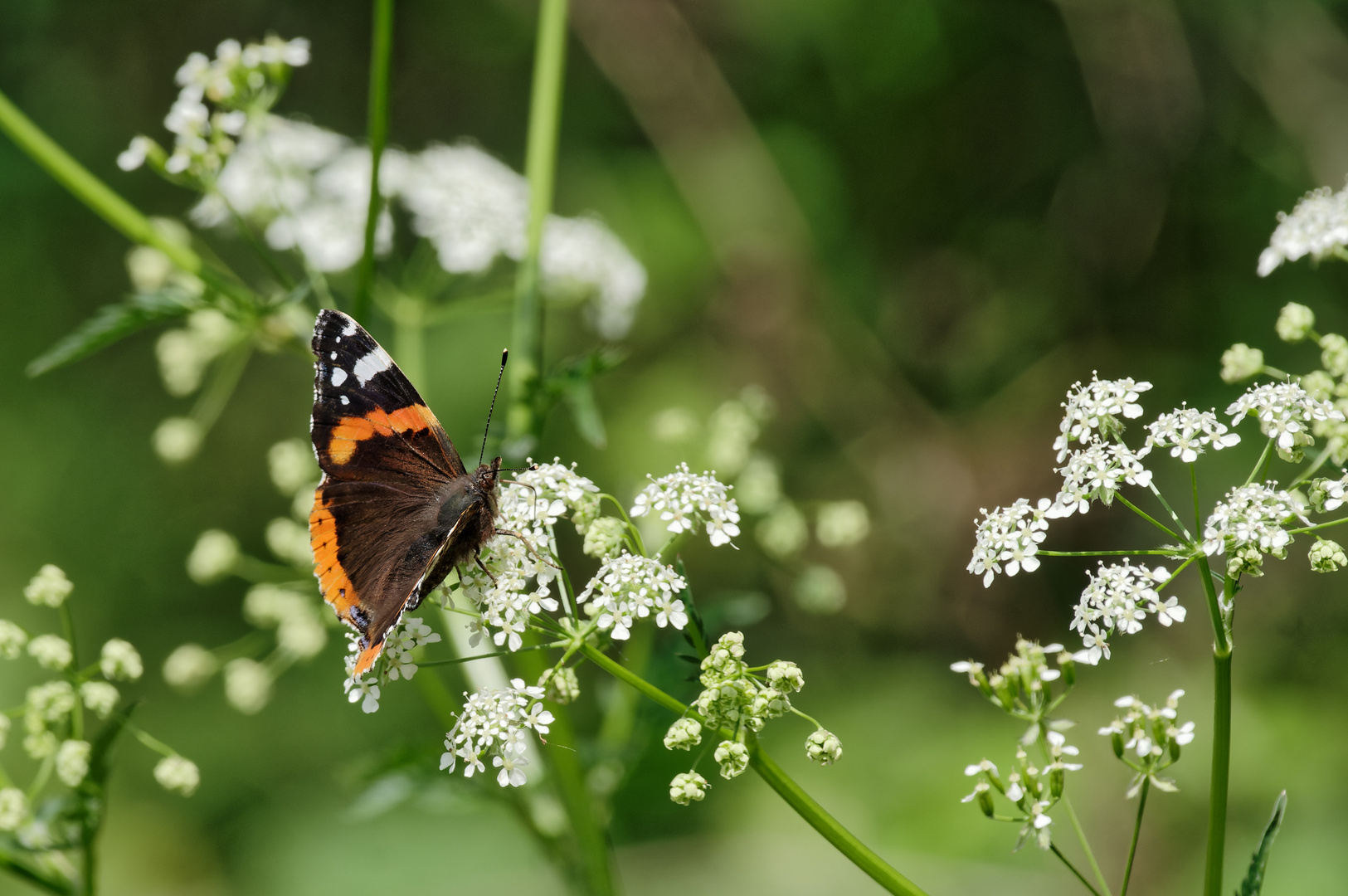 Ein Wiesenliebling