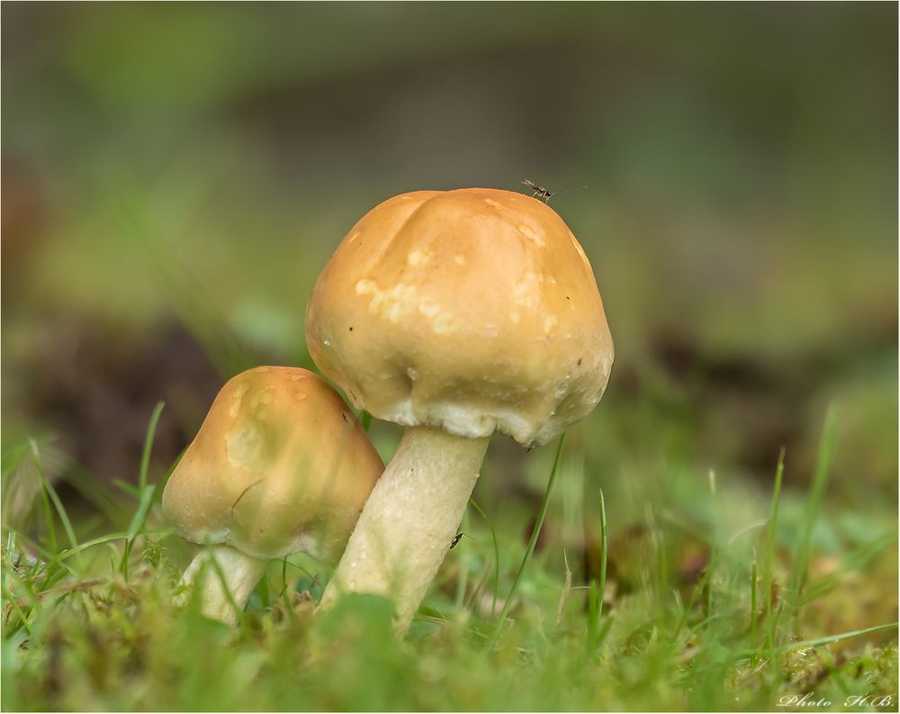 Ein Wiesenpilz mit Besucher