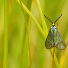 ....ein Wiesenwidderchen....