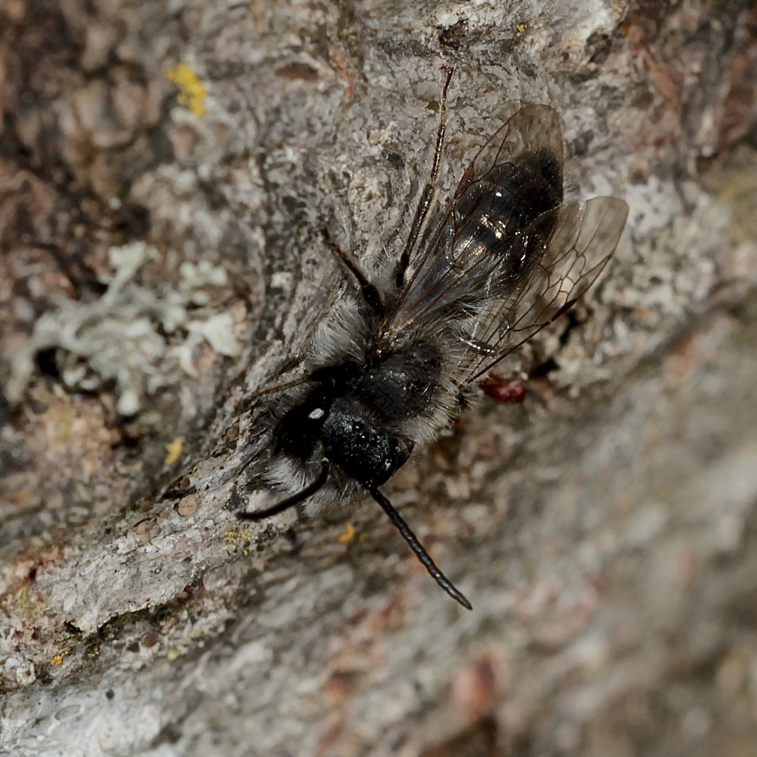 Ein Wildbienenmännchen - Andrena nycthemera (oder clarkella?)