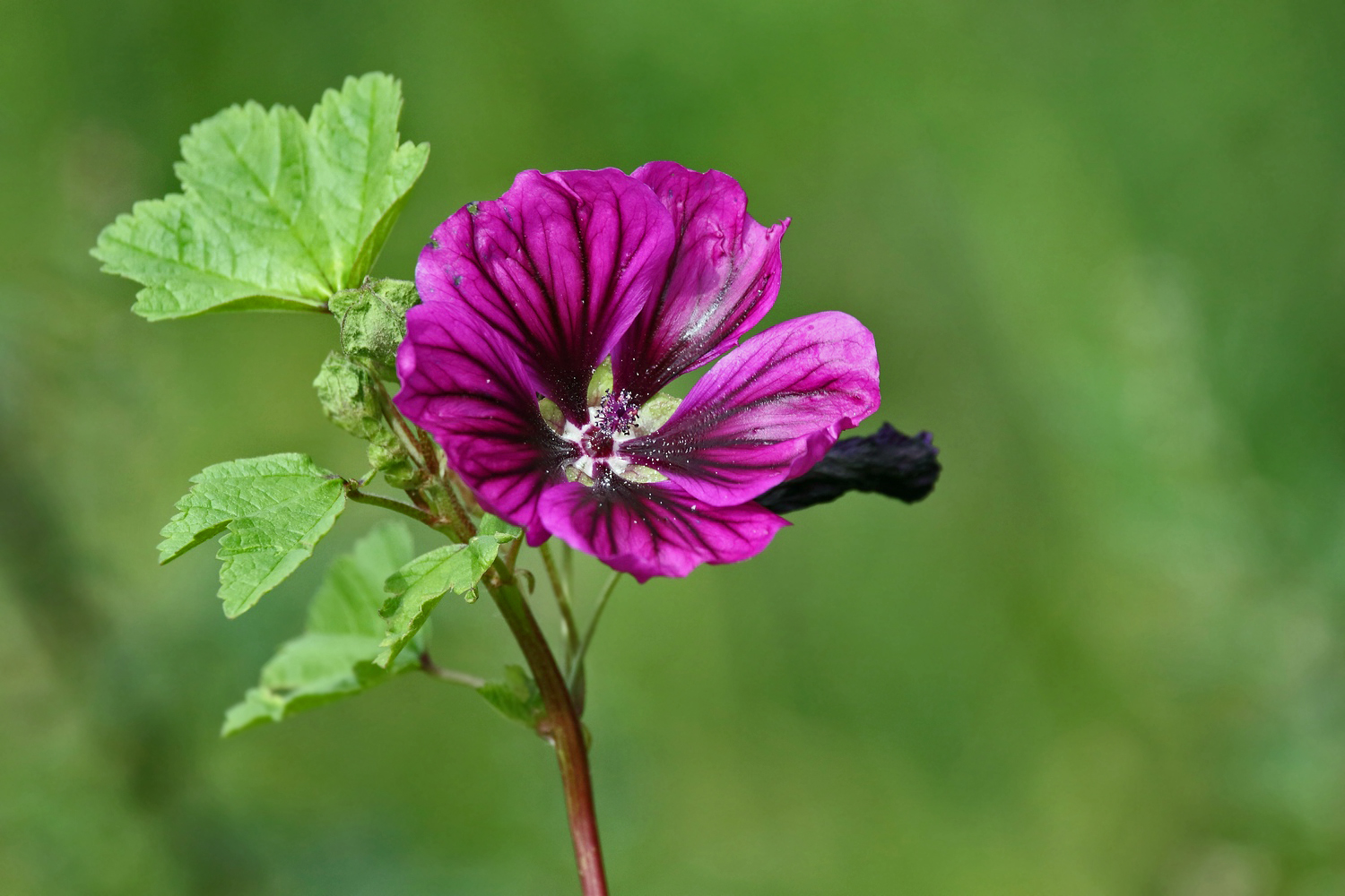 "Ein Wildblümchen"