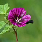 "Ein Wildblümchen"