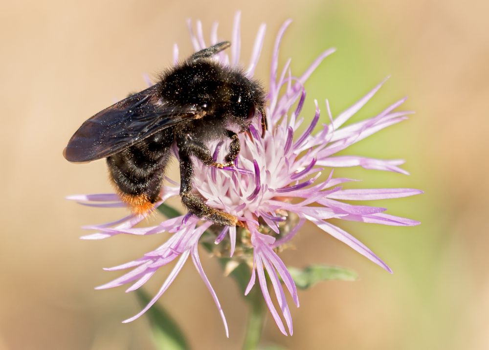 Ein wilde Hummel Foto & Bild | tiere, wildlife, insekten Bilder auf ...
