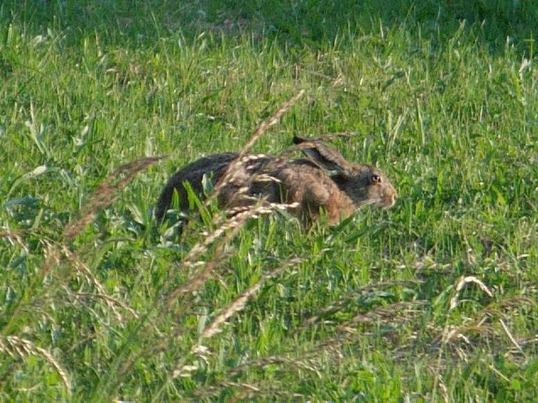 Ein wilder Hase wohnt vor meinem Haus.