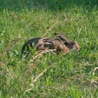 Ein wilder Hase wohnt vor meinem Haus.