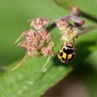 ein wilder Käfer