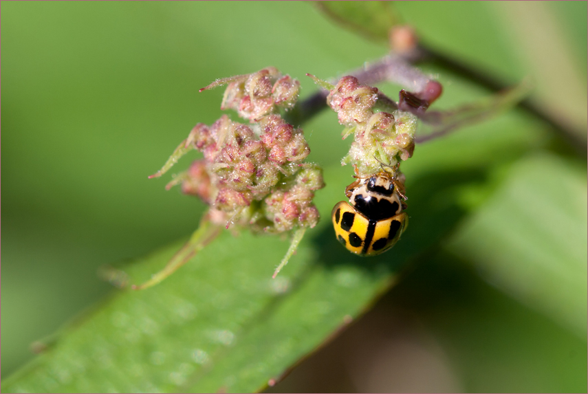 ein wilder Käfer