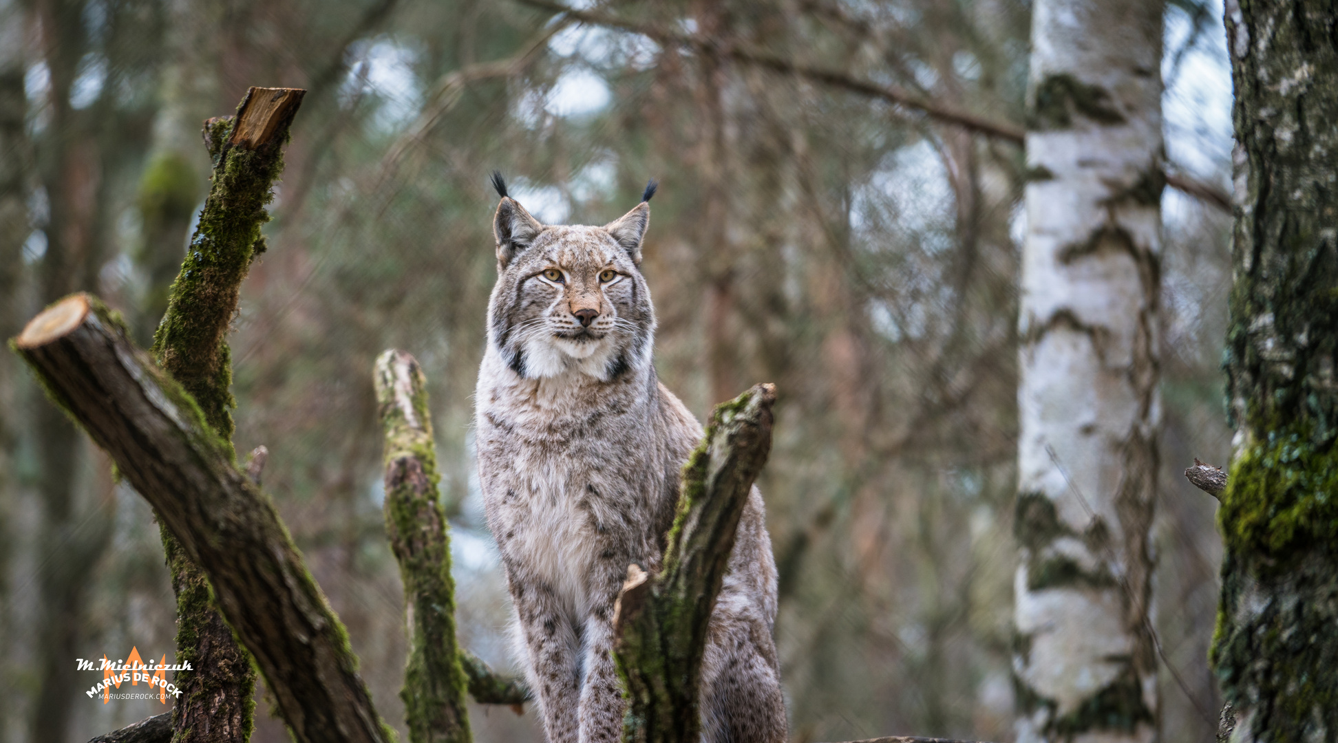 Ein wilder Luchs gesichtet 