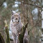 Ein wilder Luchs gesichtet 