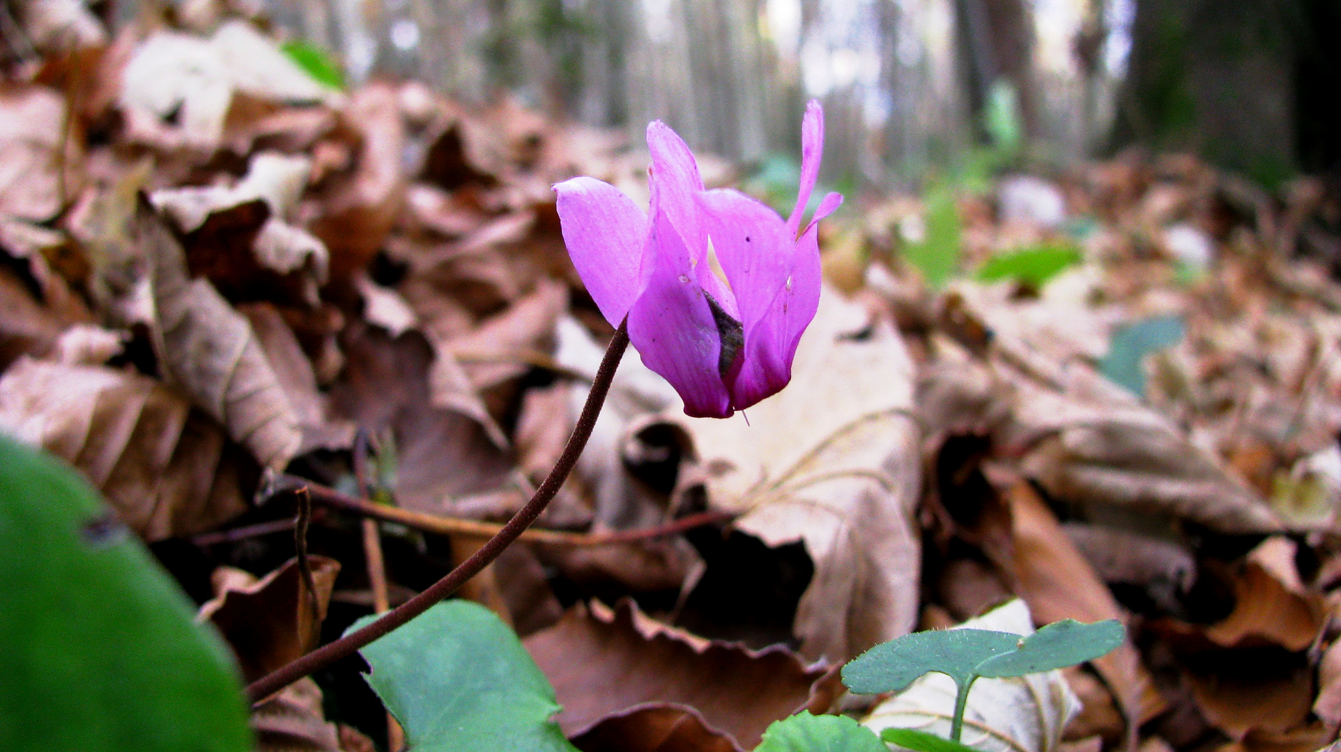 Ein wildes Alpenveilchen