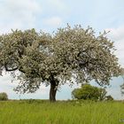 Ein wildes Apfelbäumchen