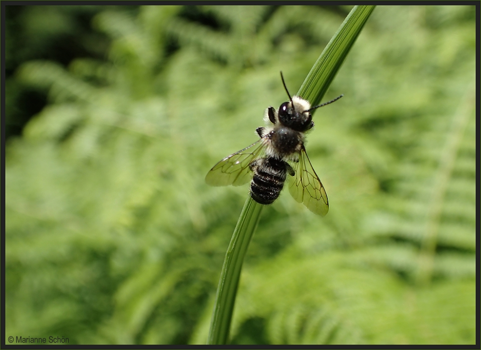 Ein wildes Bienchen...