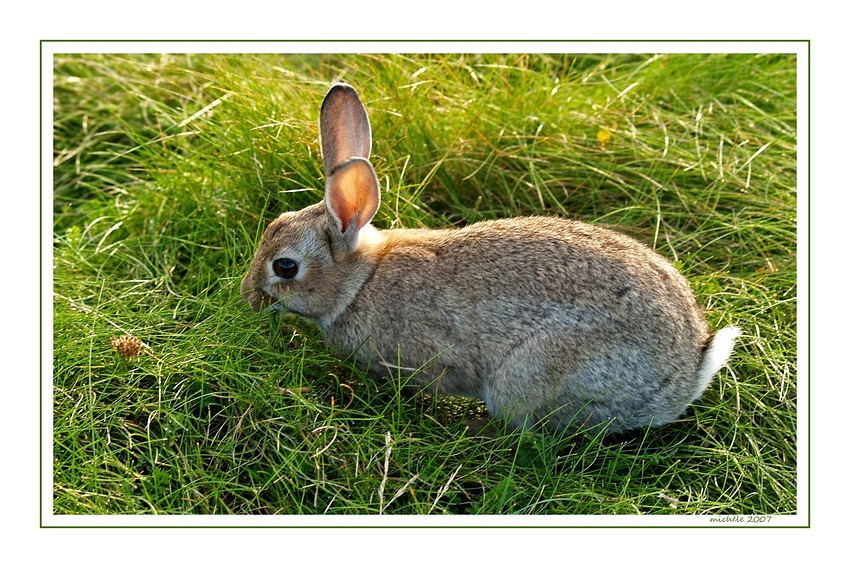 Ein wildes Kuscheltierchen