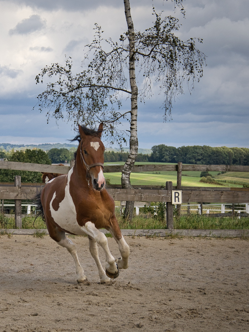 Ein wildes Pferd