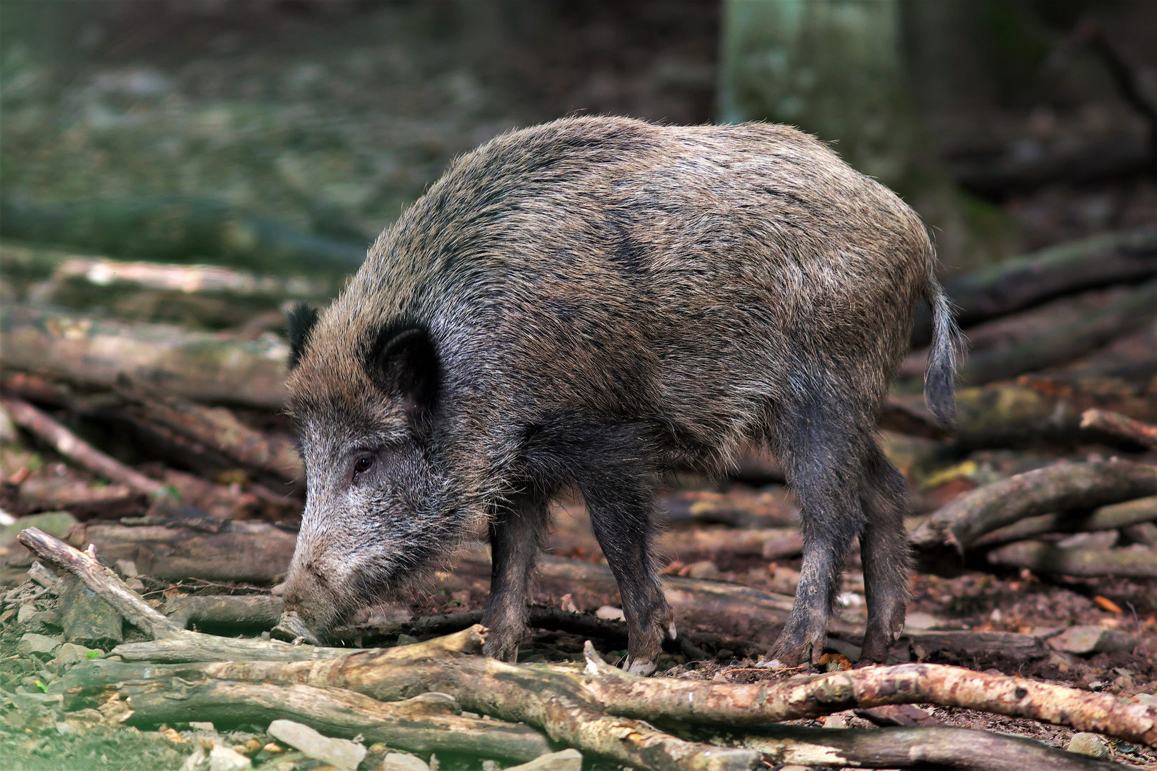 Ein wildes Schwein bei bestem Licht. 