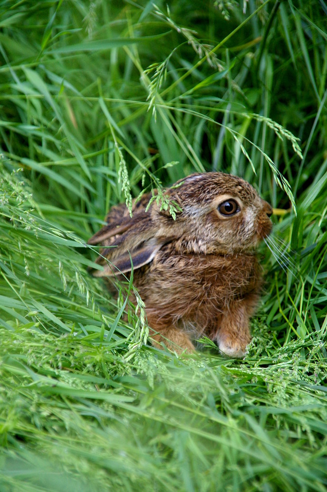 Ein Wildhase...! Gerettet beim eigentlichen Kitzsuchen durch die Wiese.. :-P