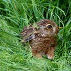 Ein Wildhase...! Gerettet beim eigentlichen Kitzsuchen durch die Wiese.. :-P