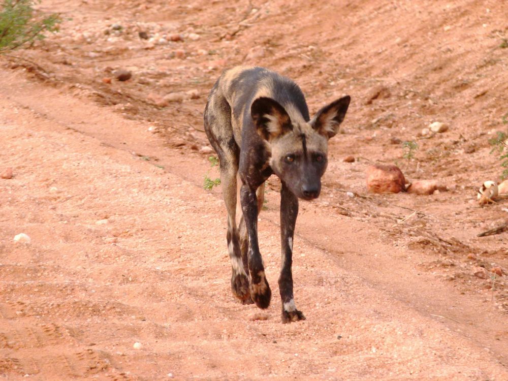 Ein Wildhund im Tsavo West