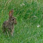 Ein Wildkaninchen besuchte heute unsere Bienenweide!