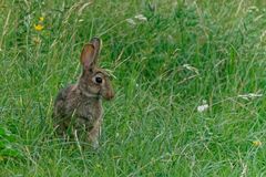 Ein Wildkaninchen besuchte heute unsere Bienenweide!