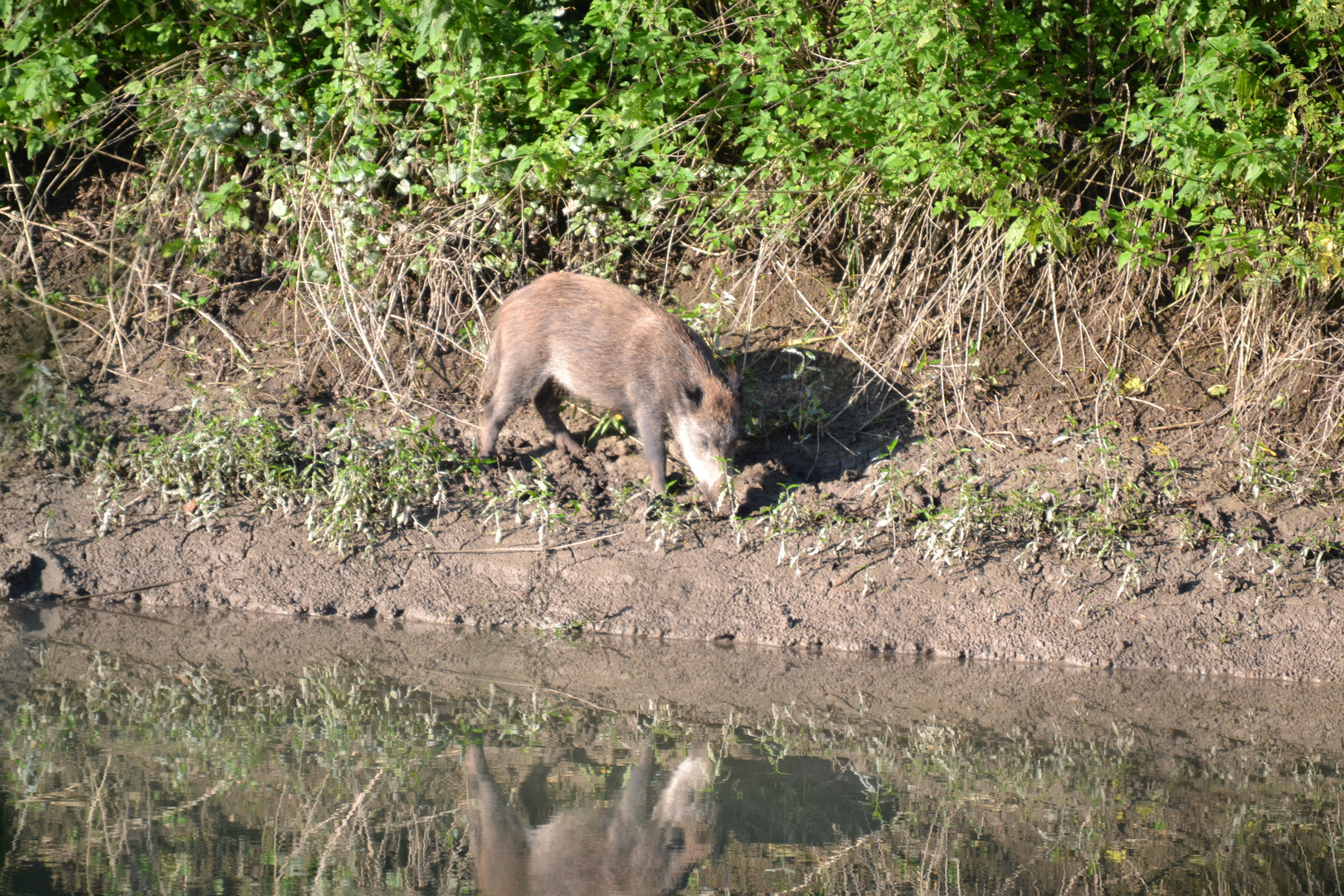 Ein Wildschwein auf Abwegen, zum Glück auf der anderen Uferseite