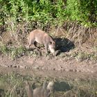 Ein Wildschwein auf Abwegen, zum Glück auf der anderen Uferseite