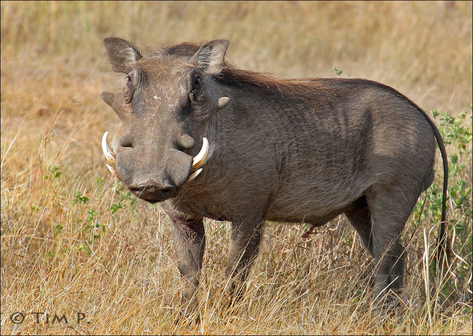 Ein Wildschwein .....