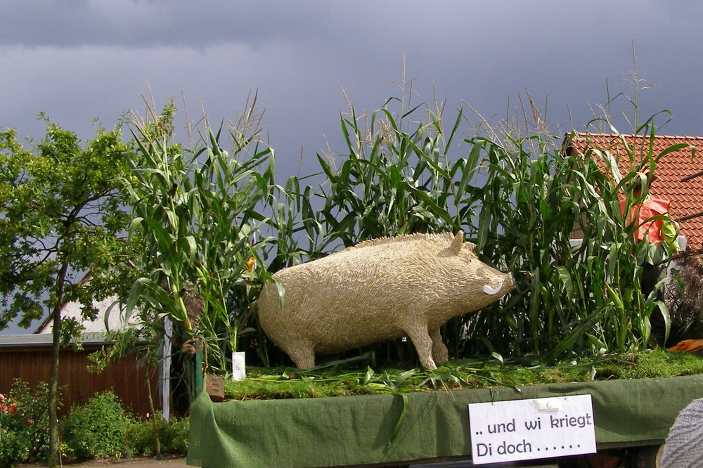 Ein Wildschwein in Maisfeld