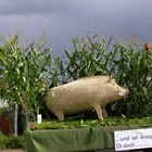 Ein Wildschwein in Maisfeld