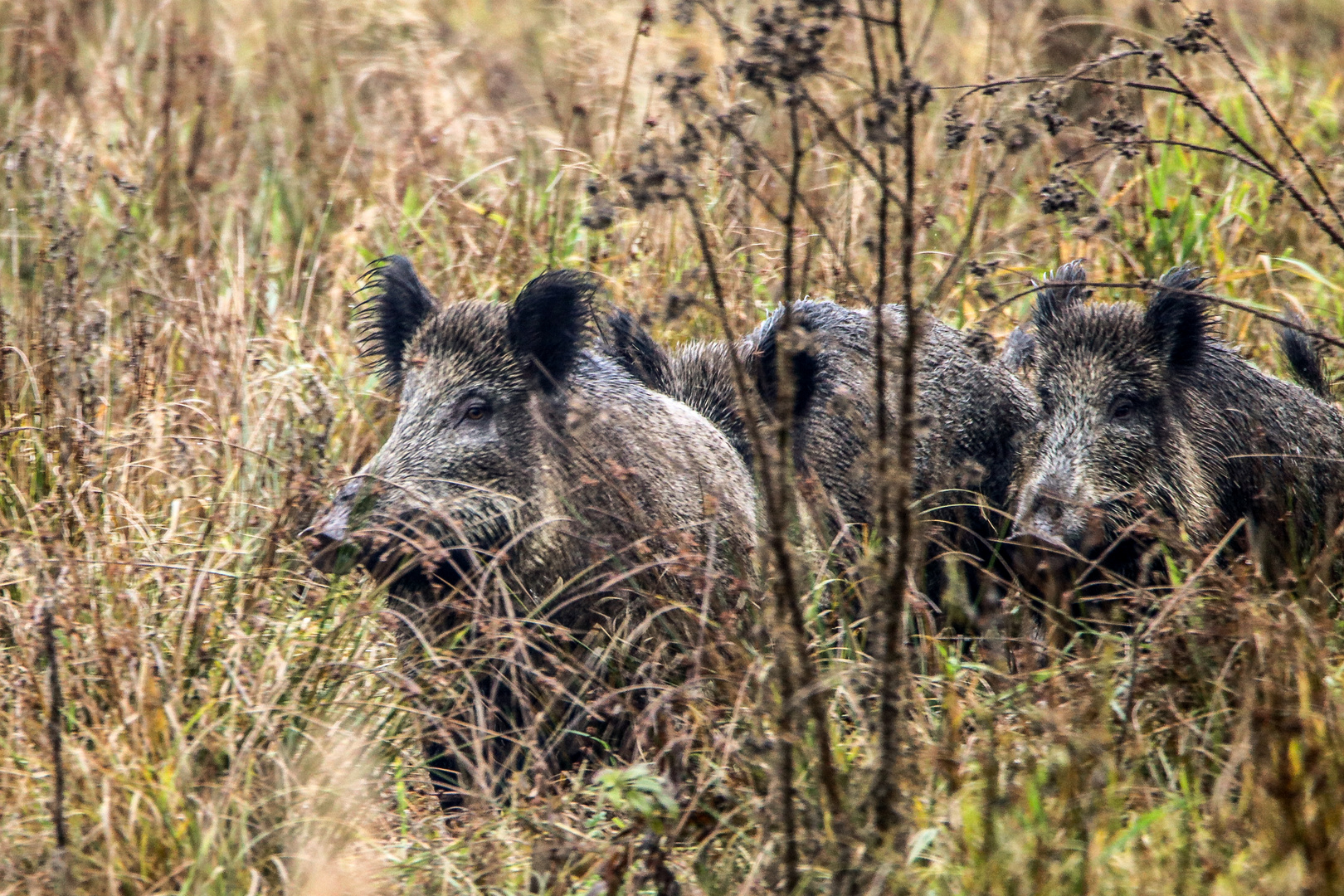 Ein Wildschwein kommt selten allein.