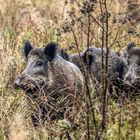 Ein Wildschwein kommt selten allein.