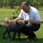 Ein Wildschwein Namens Knut