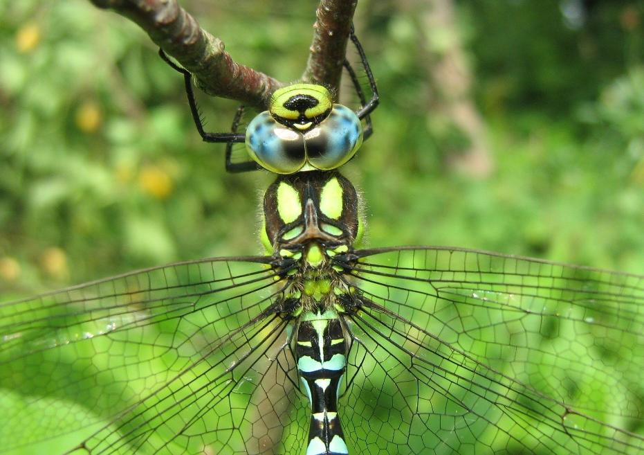 Ein willkommener Gast im heimischen Garten