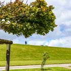 Ein Windflüchter