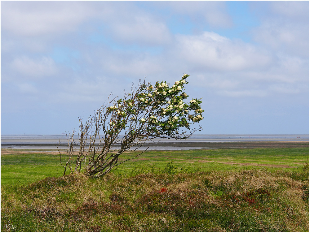 Ein Windflüchter