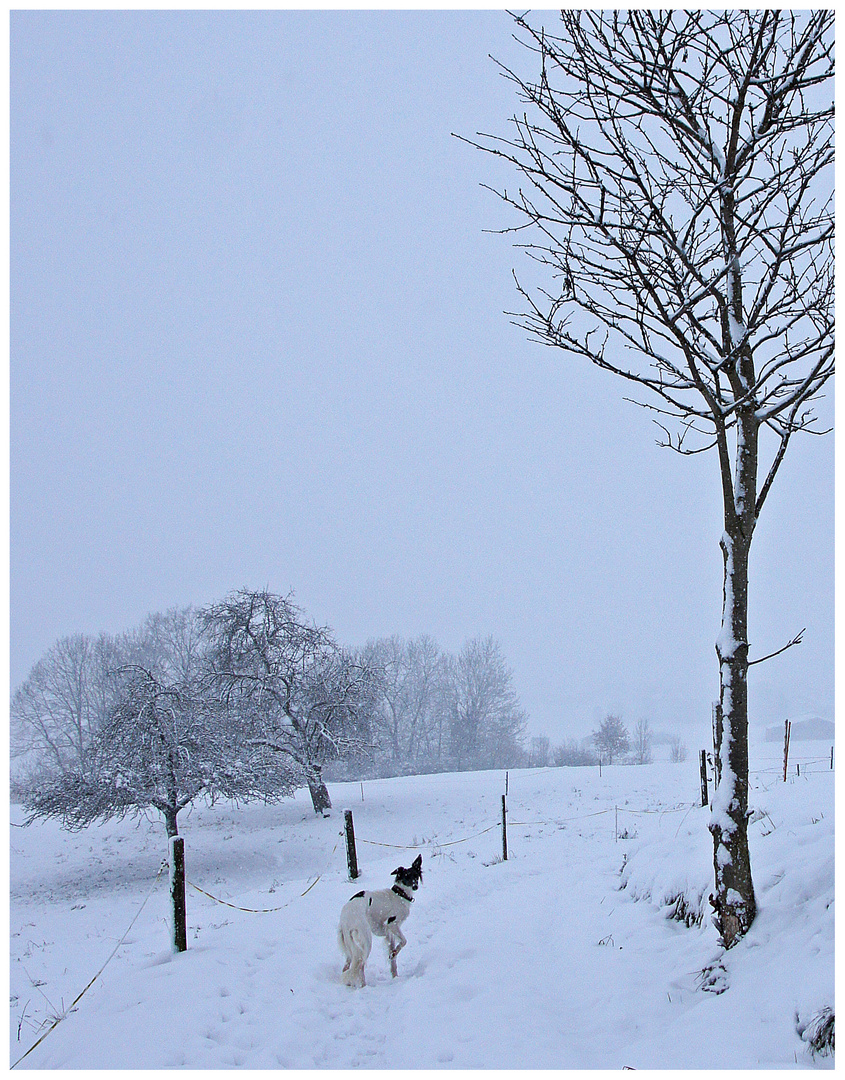 Ein Windhund bei  Schneefall