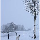 Ein Windhund bei  Schneefall